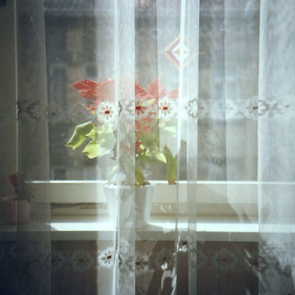 Fenster mit Gardine und Blume