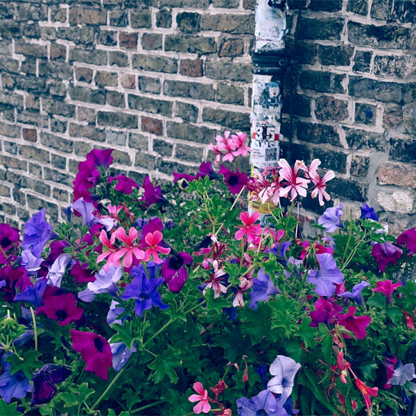 Blumen in Brügge